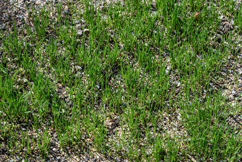 New Lawn Seeding in Honolulu, HI