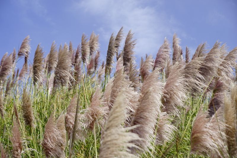 Pampas Grass Control in Aiken, SC
