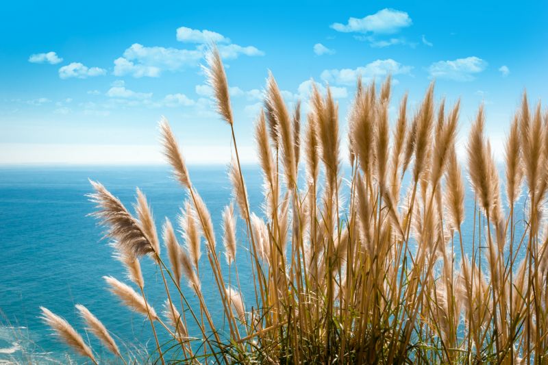 Pampas Grass Control in Aiken, SC