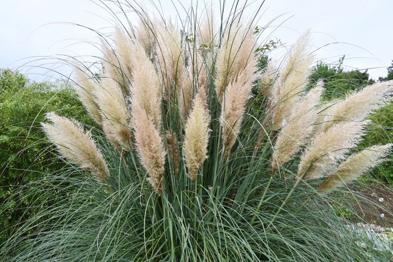 Pampas Grass Control in Rockwall, TX