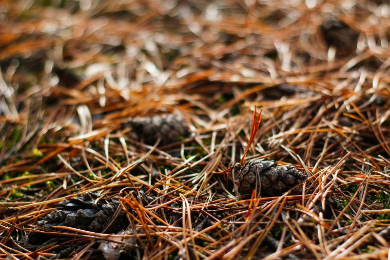 Pine Needles Removal in Ventura County, CA