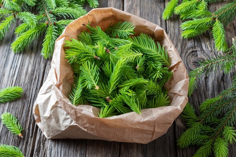 Pine Needles Removal in Ventura County, CA
