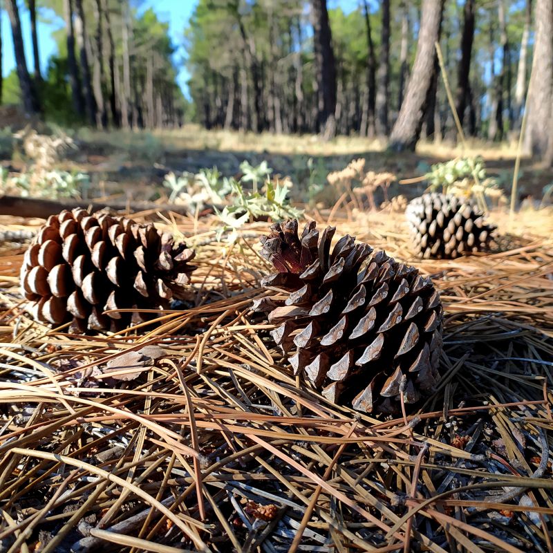 Pine Needles Removal in Ventura County, CA