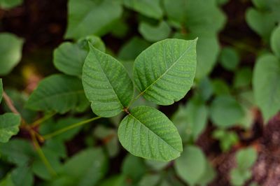Poison Ivy Removal in Honolulu, HI
