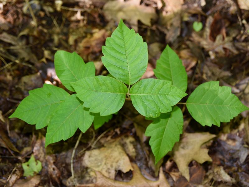 Poison Oak Removal in Lancaster, PA
