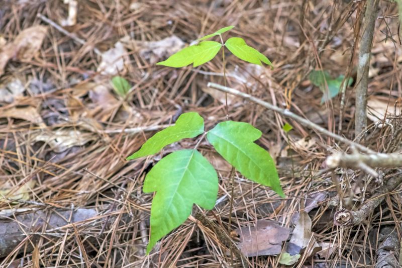 Poison Oak Removal in Honolulu, HI
