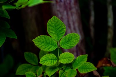 Poison Oak Removal in Doylestown, PA