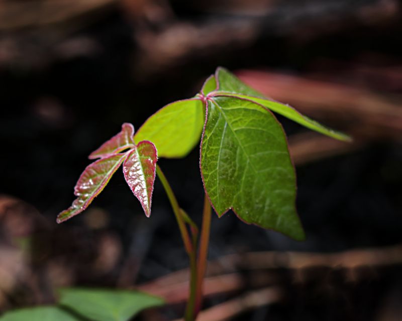 Poison Oak Removal in Lancaster County, PA