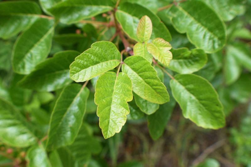 Poison Oak Removal in Lancaster County, PA