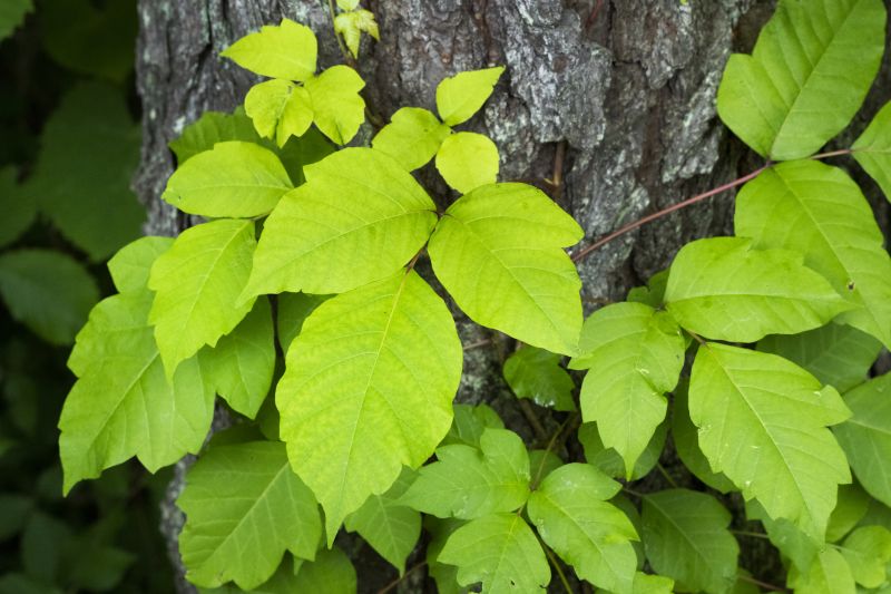 Poison Oak Removal in Newark, DE