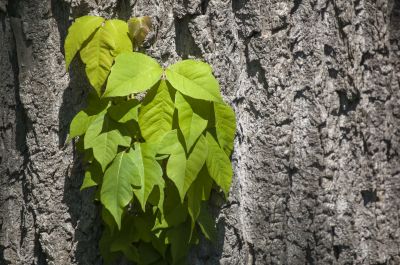 Poison Oak Removal in Newark, DE