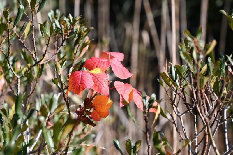 Poison Oak Removal in Burlington County, NJ