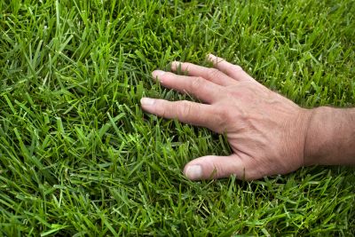 Spring Lawn Treatment in Honolulu, HI
