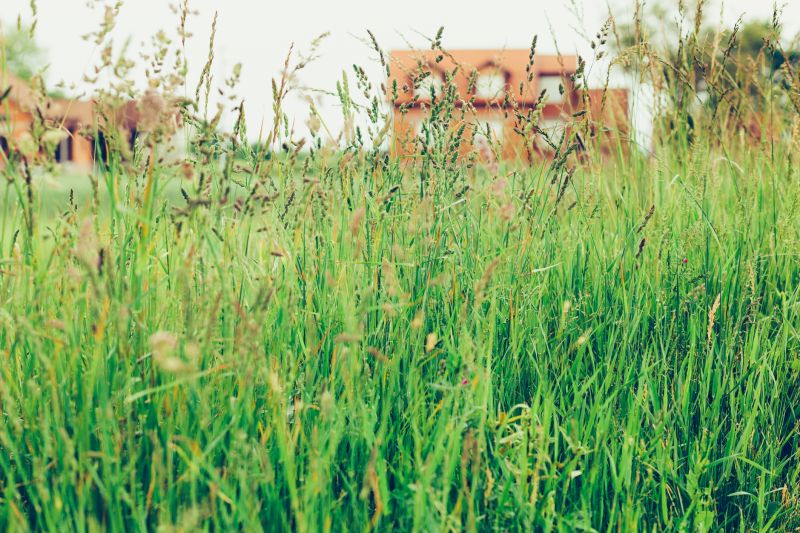 Tall Grass Cutting in Bowie, MD