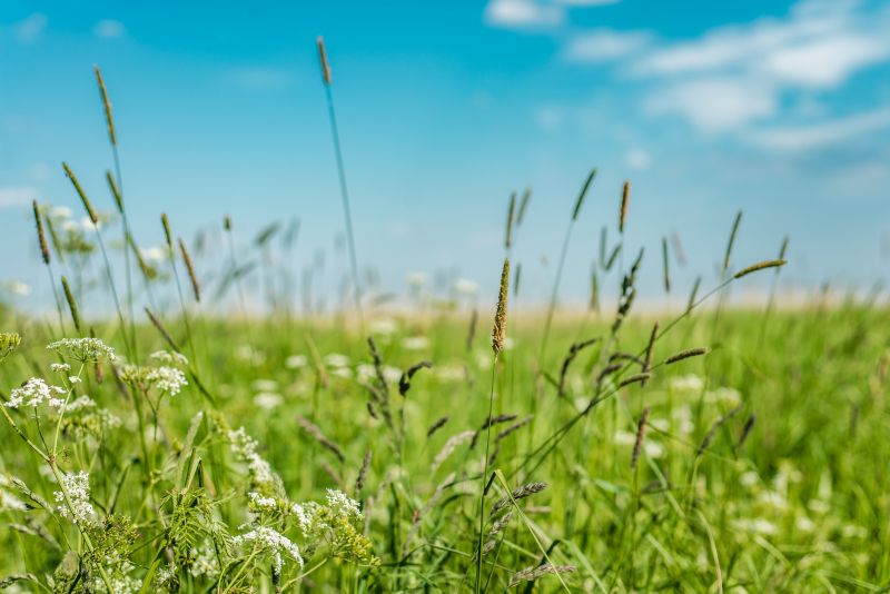 Tall Grass Mowing in Bowie, MD