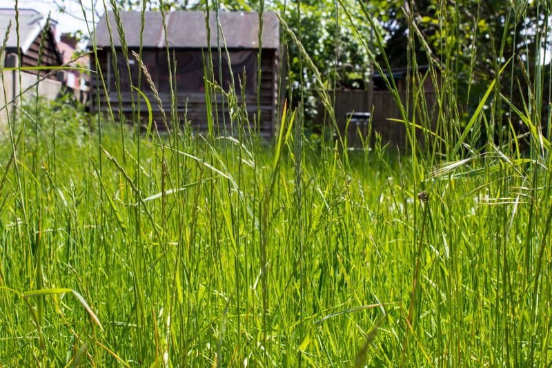 Tall Grass Mowing in Bowie, MD