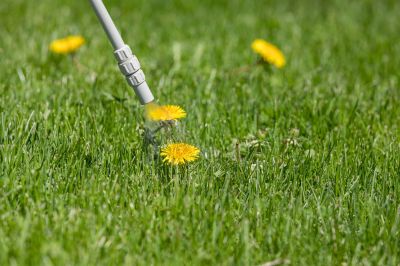 Thistle Control in Rockwall, TX