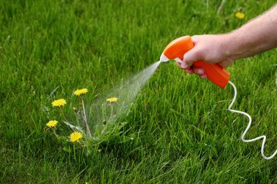 Thistle Control in Ventura County, CA