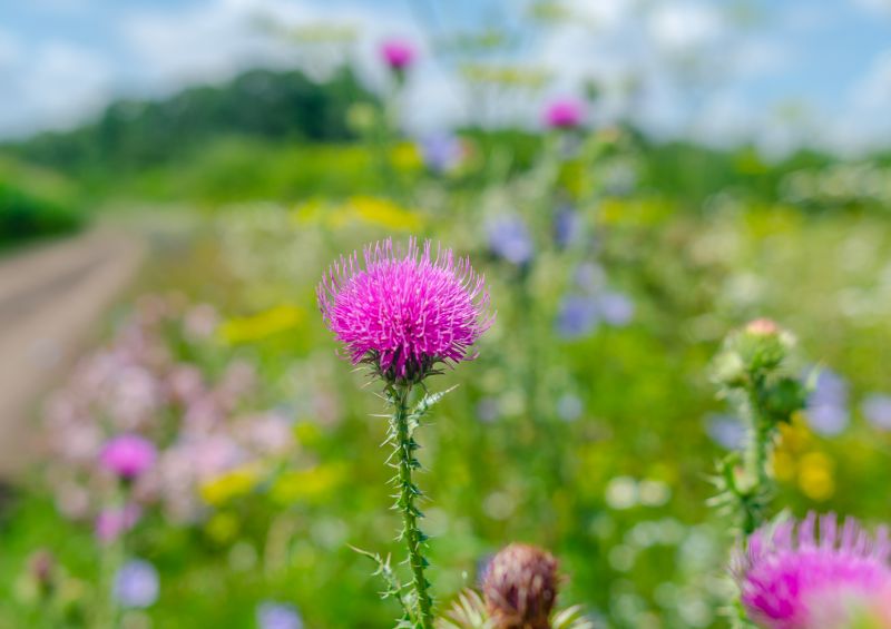 Thistle Treatment in Aiken, SC