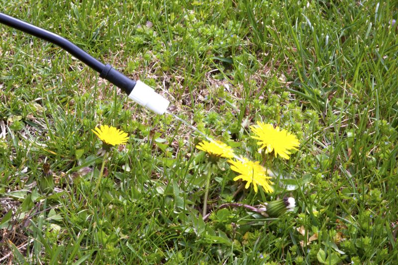 Thistle Treatment in Aiken, SC