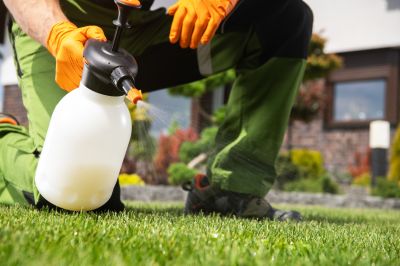 Thistle Treatment in Ventura County, CA