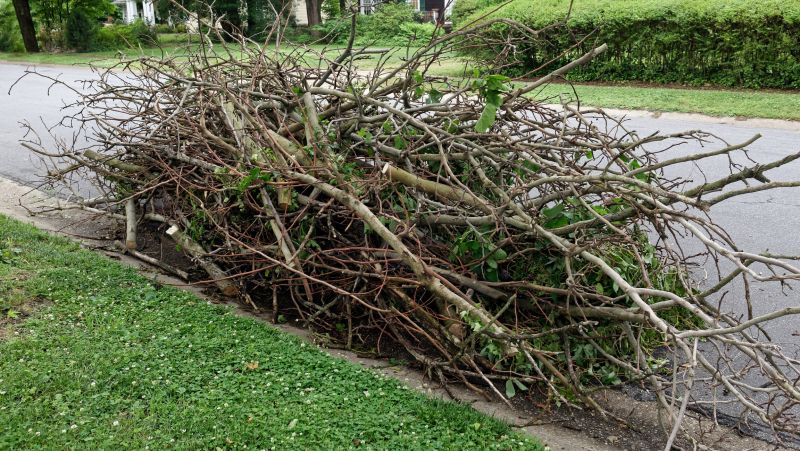 Tree Branches Removal in Honolulu, HI