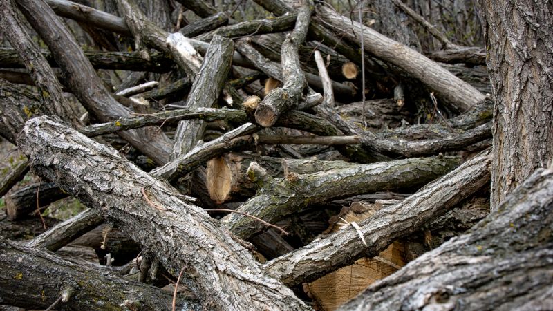Tree Debris Removal in Honolulu, HI