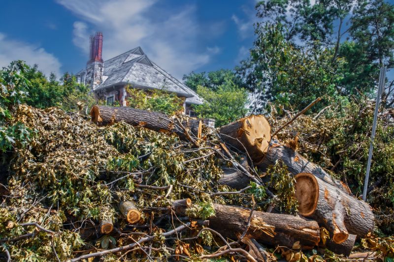 Tree Limb Cleanup in Honolulu, HI