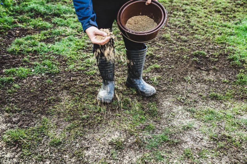 Turf Seeding in Honolulu, HI
