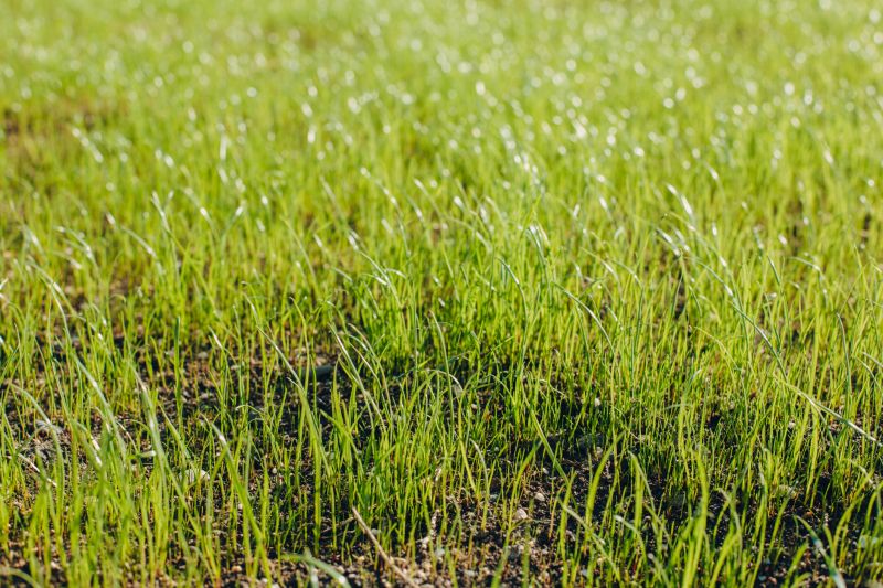 Yard Overseeding in Honolulu, HI